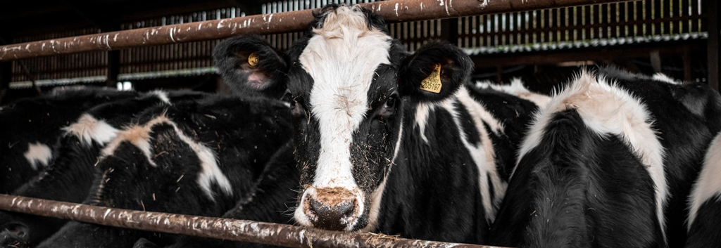 Велика рогата худоба (ВРХ), вівці та коні, приклад обліку